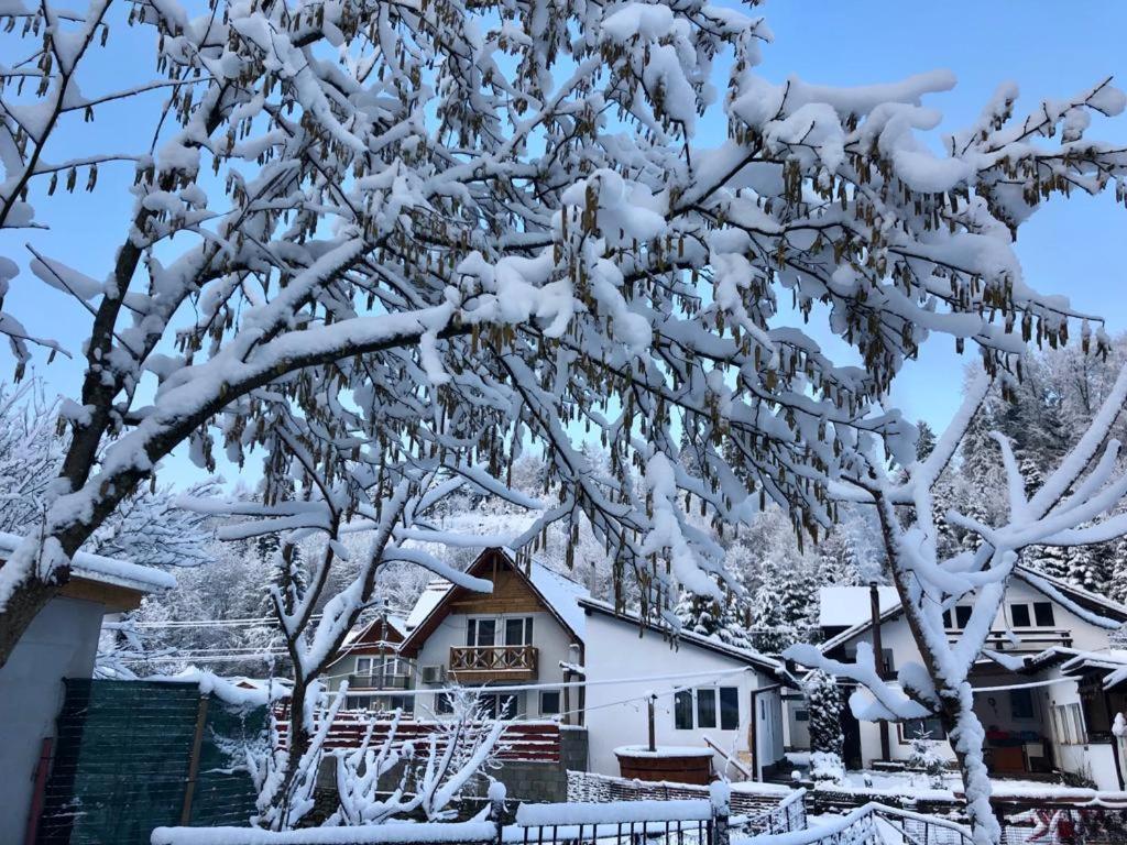Podul De Brazi - Fir Bridge Villa Cîrţişoara Екстериор снимка