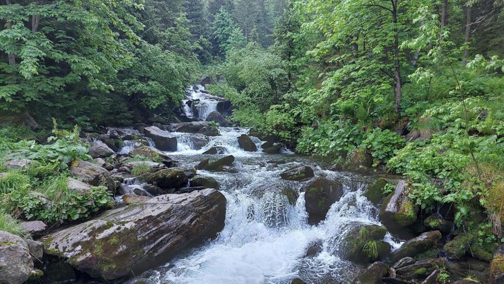 Podul De Brazi - Fir Bridge Villa Cîrţişoara Екстериор снимка